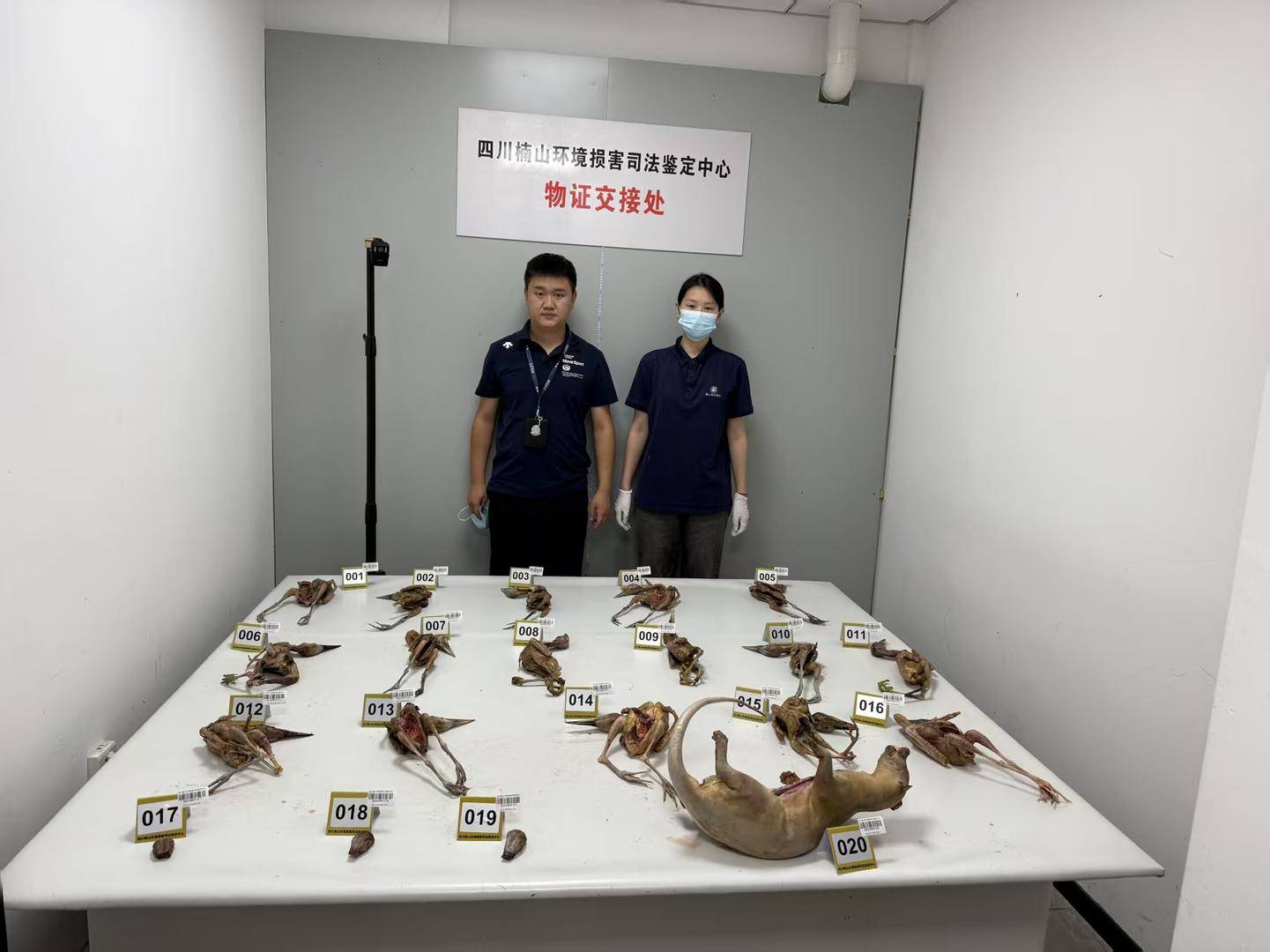 男子非法猎捕19只夜鹭、1只果子狸私下出售,被采取刑事强制措施