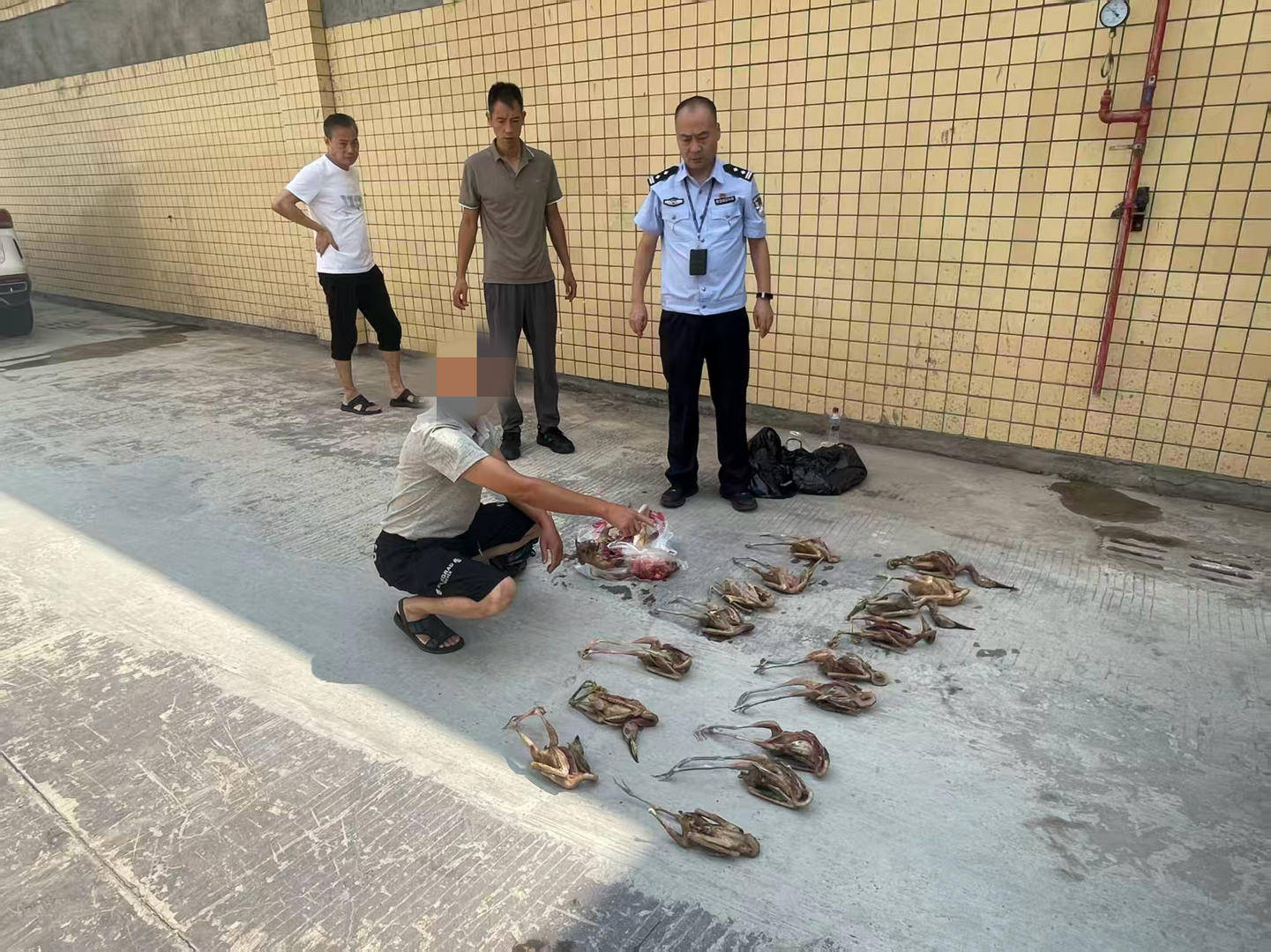 男子非法猎捕19只夜鹭、1只果子狸私下出售,被采取刑事强制措施