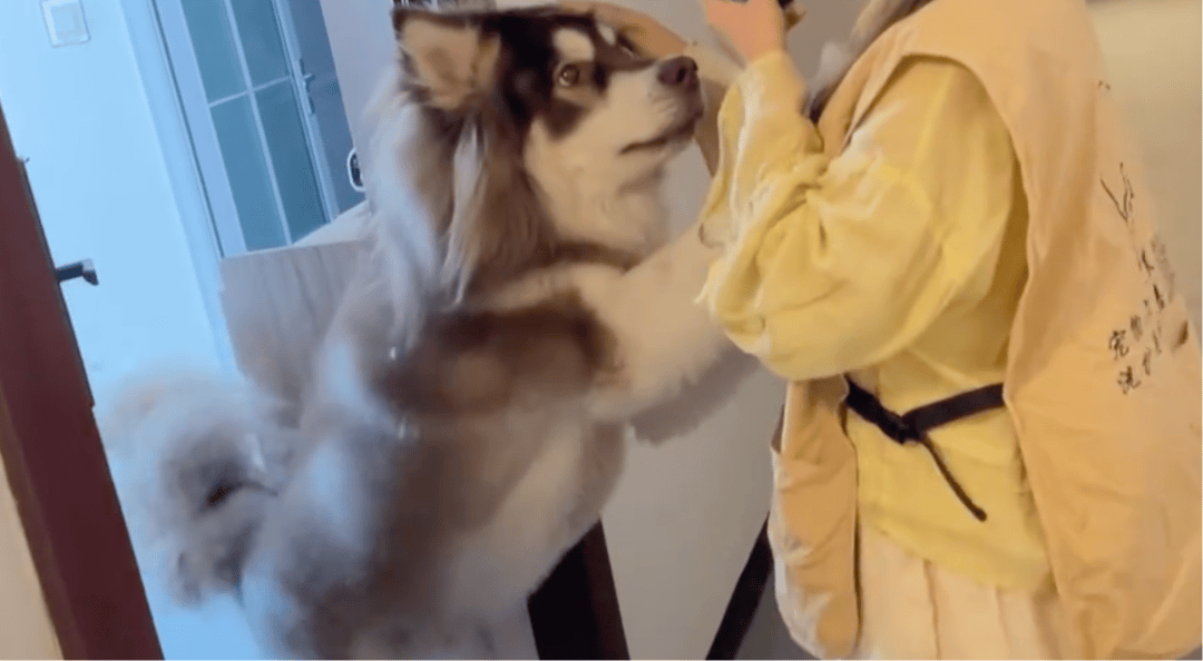 女子上门代喂,被100多斤阿拉斯加犬咬伤遭毁容,狗主人称不担全责