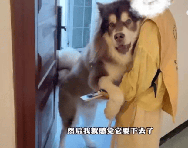 女子上门代喂,被100多斤阿拉斯加犬咬伤遭毁容,狗主人称不担全责